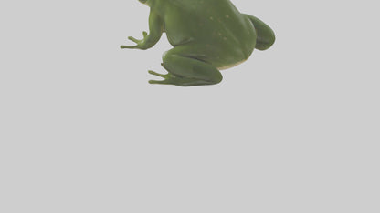 3D model Bullfrog croaking model VR / AR / low-poly