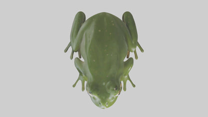 3D model Bullfrog croaking model VR / AR / low-poly