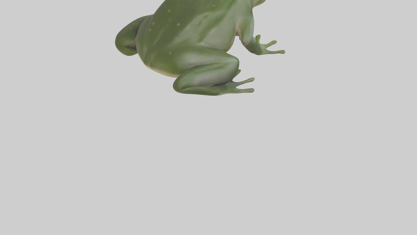 3D model Bullfrog croaking model VR / AR / low-poly