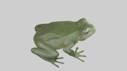 3D model Bullfrog croaking model VR / AR / low-poly