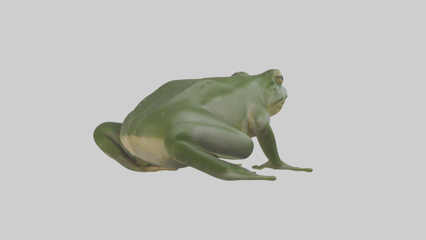 3D model Bullfrog croaking model VR / AR / low-poly