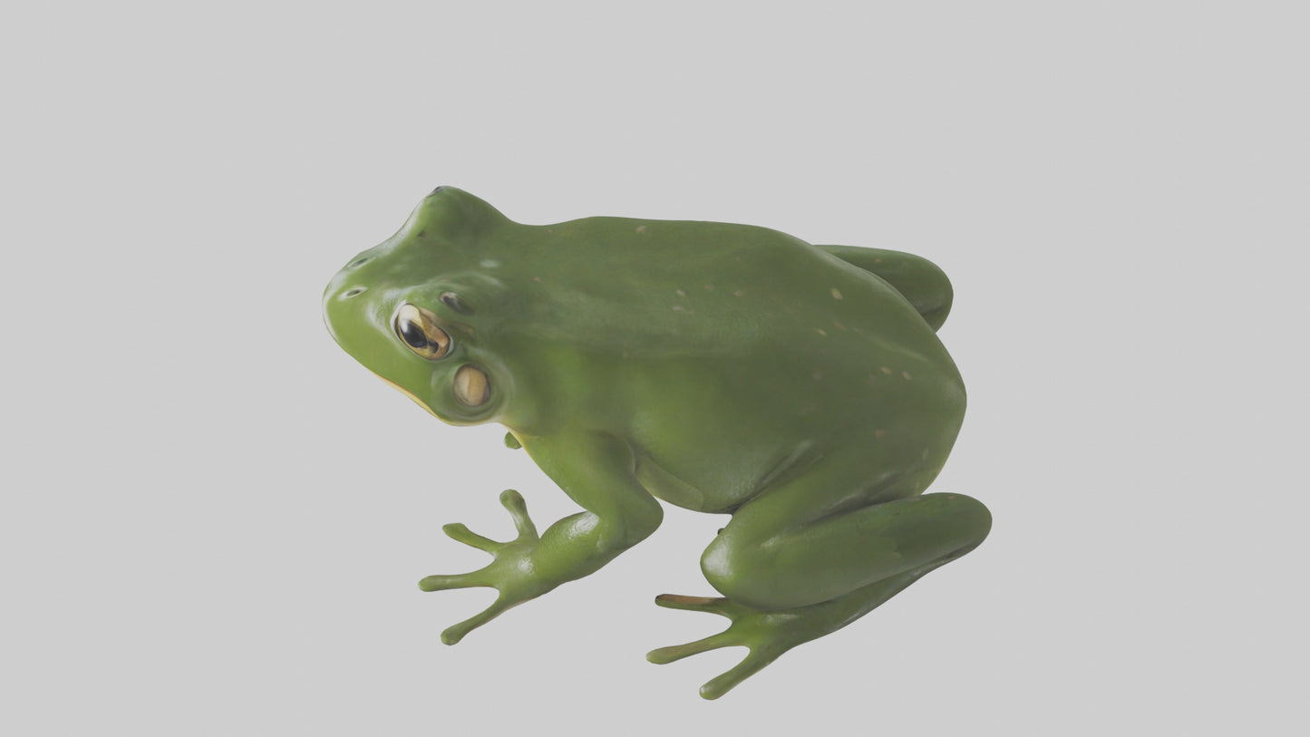 3D model Bullfrog croaking model VR / AR / low-poly