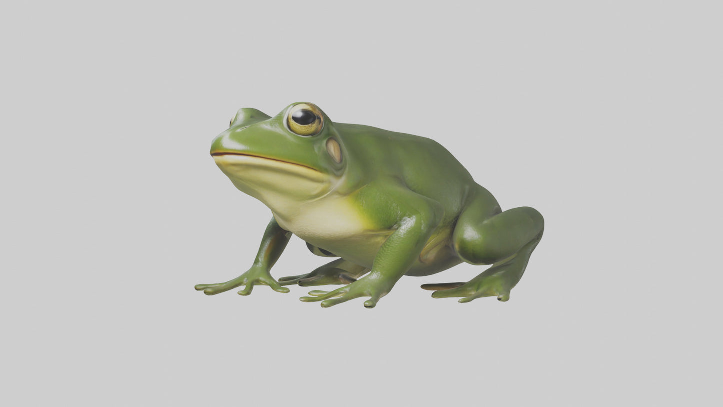 3D model Bullfrog croaking model VR / AR / low-poly