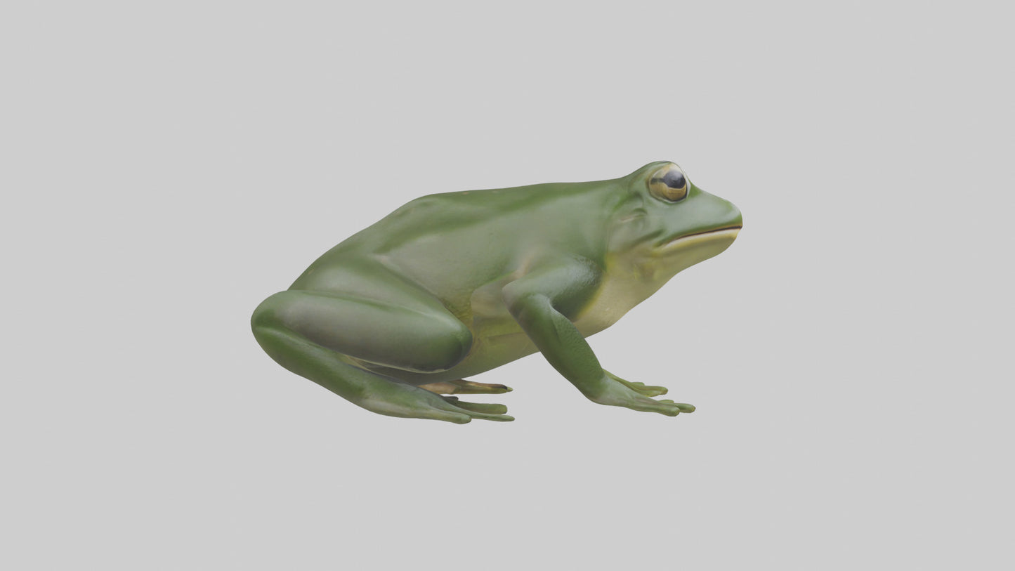 3D model Bullfrog croaking model VR / AR / low-poly