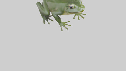 3D model Bullfrog croaking model VR / AR / low-poly