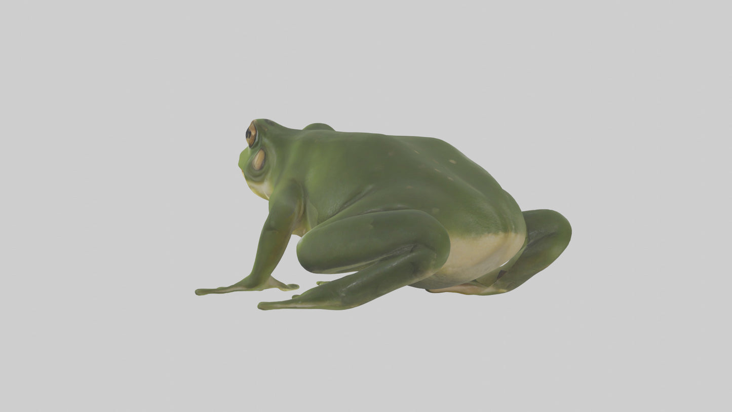 3D model Bullfrog croaking model VR / AR / low-poly
