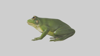 3D model Bullfrog croaking model VR / AR / low-poly