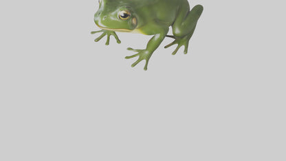 3D model Bullfrog croaking model VR / AR / low-poly