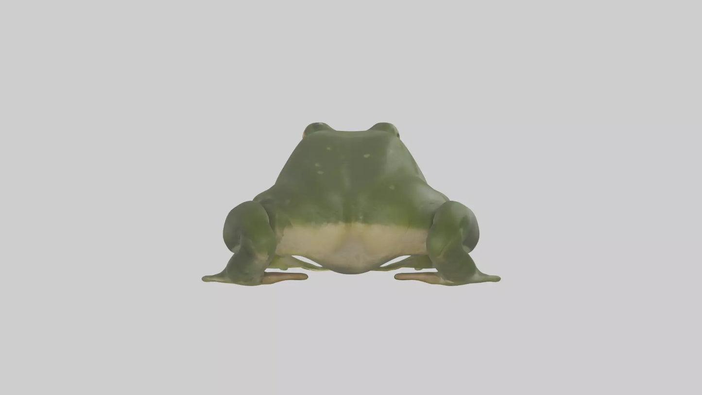 3D model Bullfrog croaking model VR / AR / low-poly