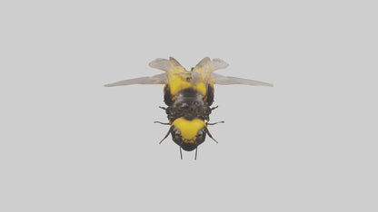 3D model Bumblebee perched model VR / AR / low-poly