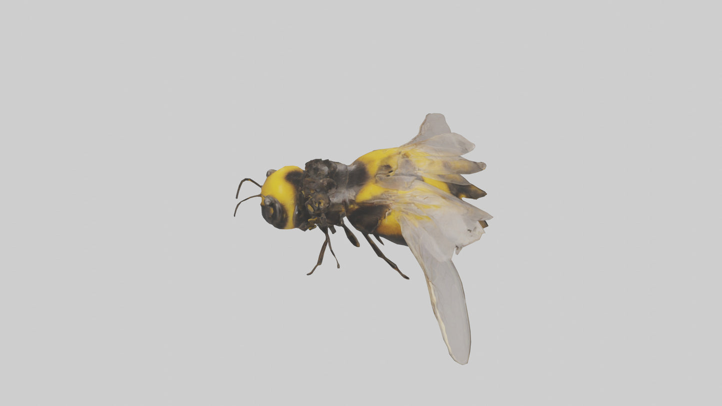 3D model Bumblebee perched model VR / AR / low-poly
