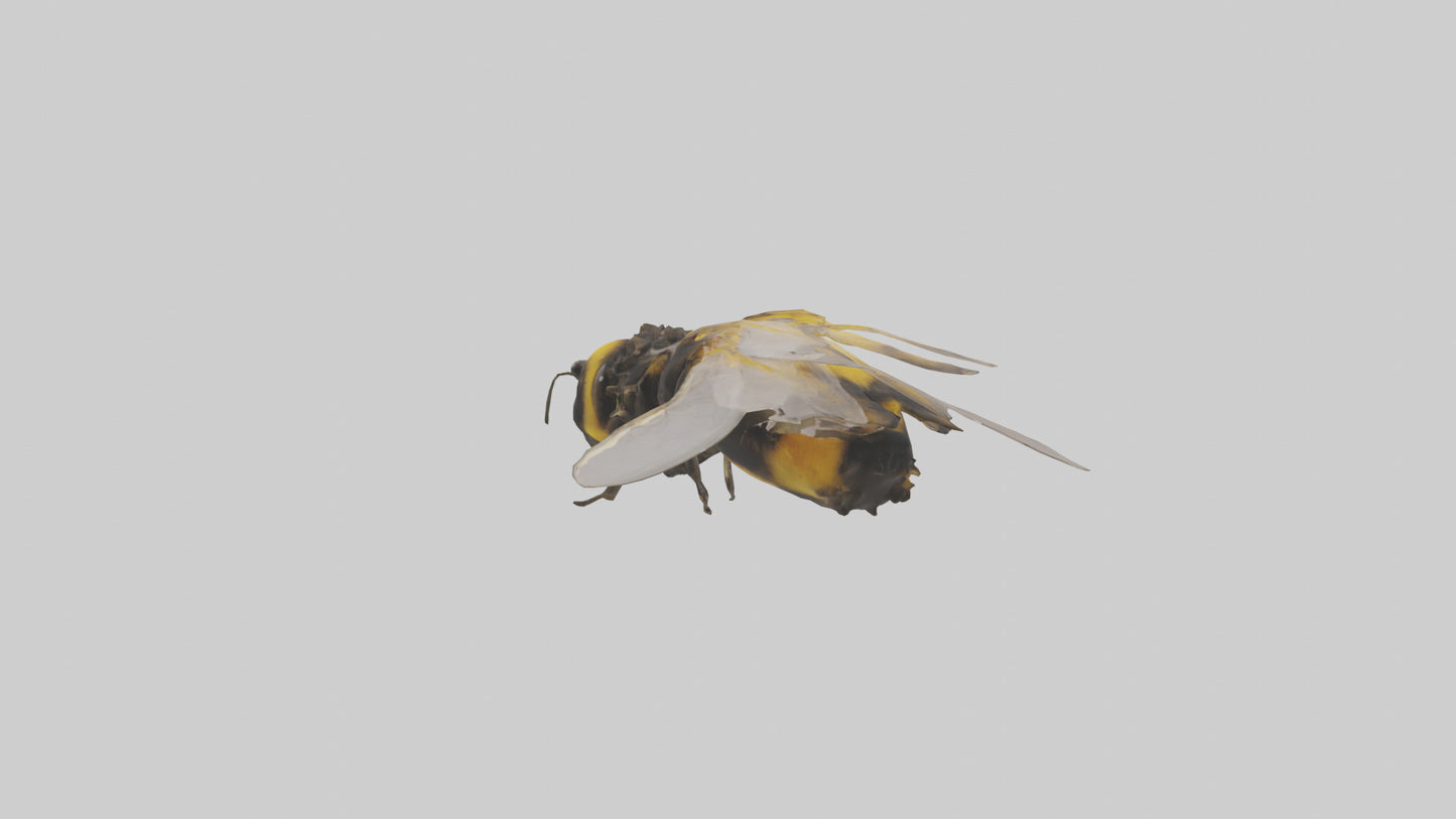 3D model Bumblebee perched model VR / AR / low-poly
