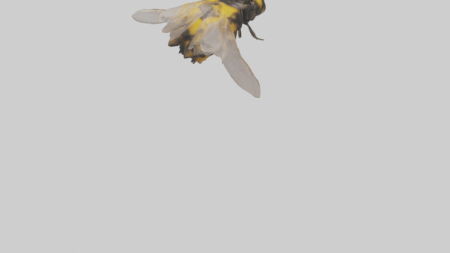 3D model Bumblebee perched model VR / AR / low-poly