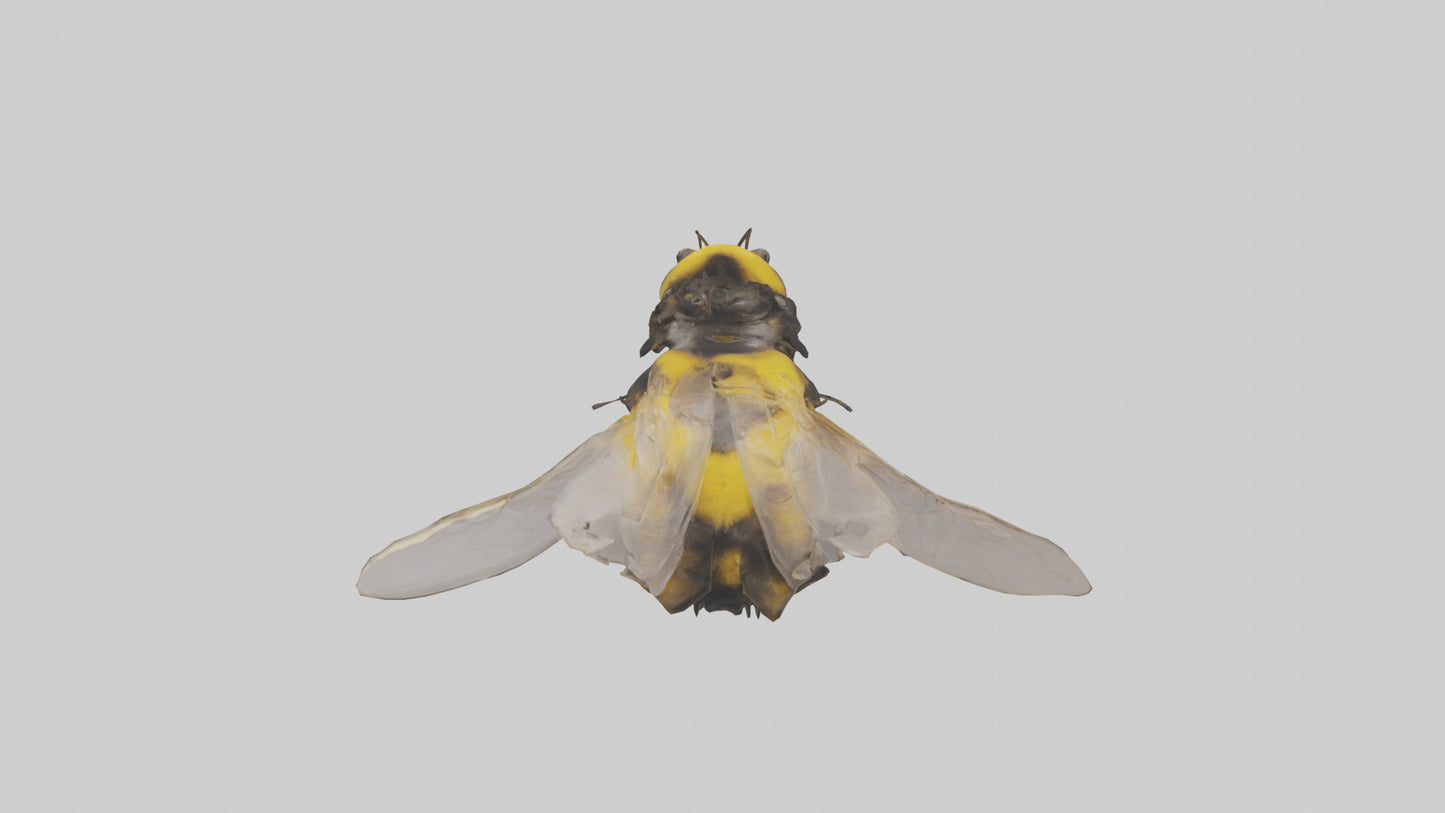 3D model Bumblebee perched model VR / AR / low-poly