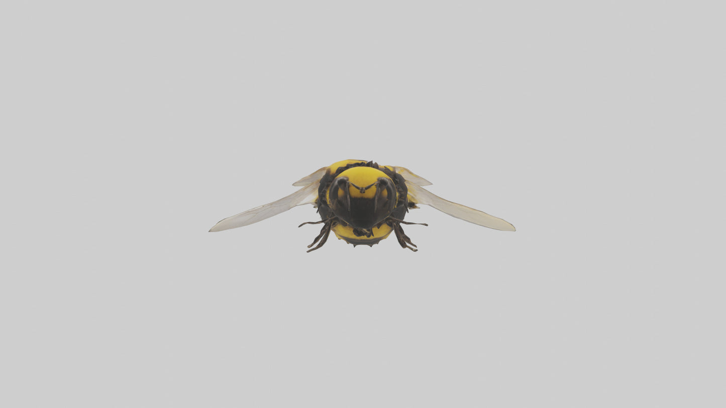 3D model Bumblebee perched model VR / AR / low-poly