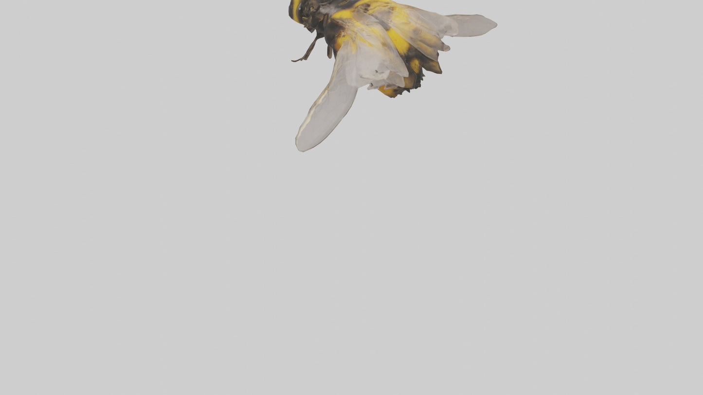 3D model Bumblebee perched model VR / AR / low-poly