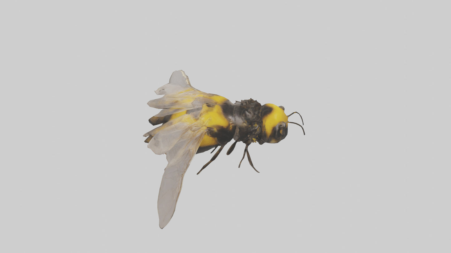 3D model Bumblebee perched model VR / AR / low-poly