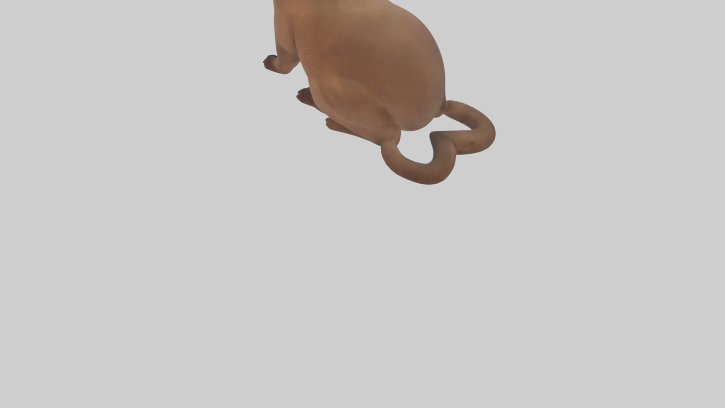 3D model Burmese Cat sitting model VR / AR / low-poly