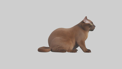 3D model Burmese Cat sitting model VR / AR / low-poly