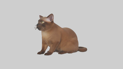 3D model Burmese Cat sitting model VR / AR / low-poly