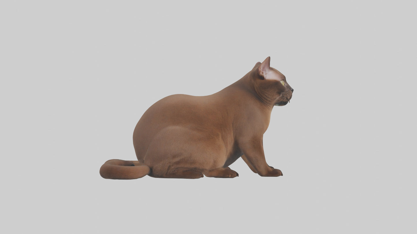 3D model Burmese Cat sitting model VR / AR / low-poly