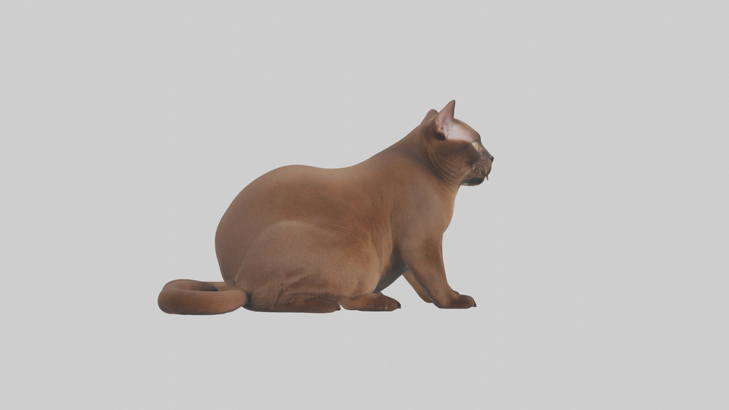 3D model Burmese Cat sitting model VR / AR / low-poly