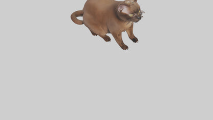 3D model Burmese Cat sitting model VR / AR / low-poly