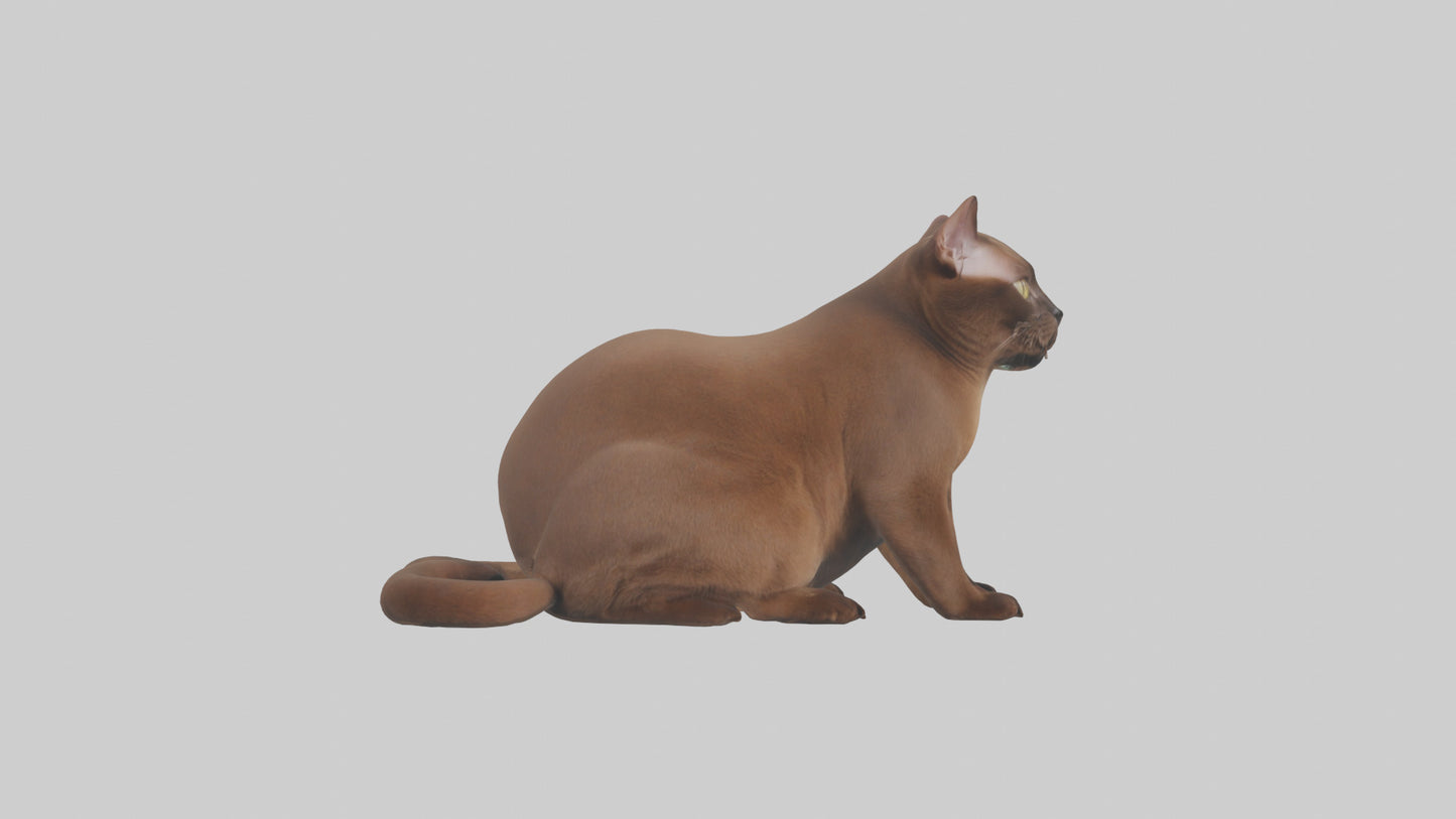 3D model Burmese Cat sitting model VR / AR / low-poly