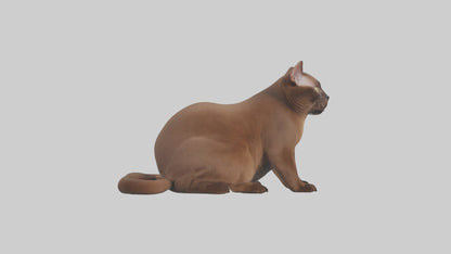 3D model Burmese Cat sitting model VR / AR / low-poly