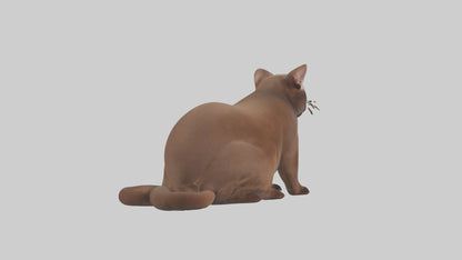 3D model Burmese Cat sitting model VR / AR / low-poly