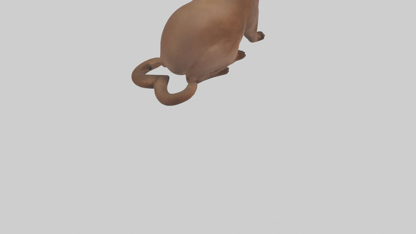 3D model Burmese Cat sitting model VR / AR / low-poly