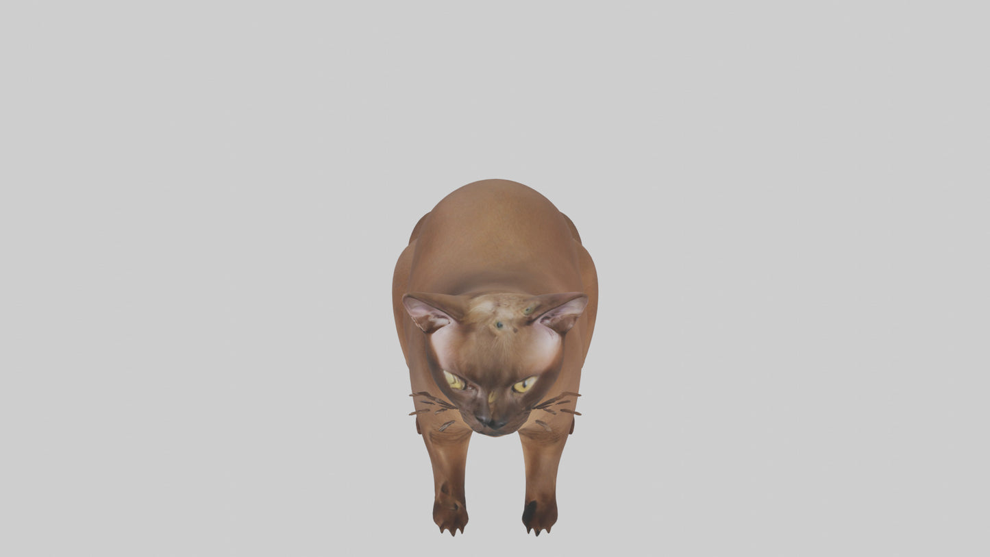 3D model Burmese Cat sitting model VR / AR / low-poly
