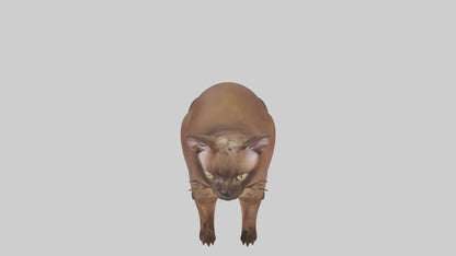 3D model Burmese Cat sitting model VR / AR / low-poly