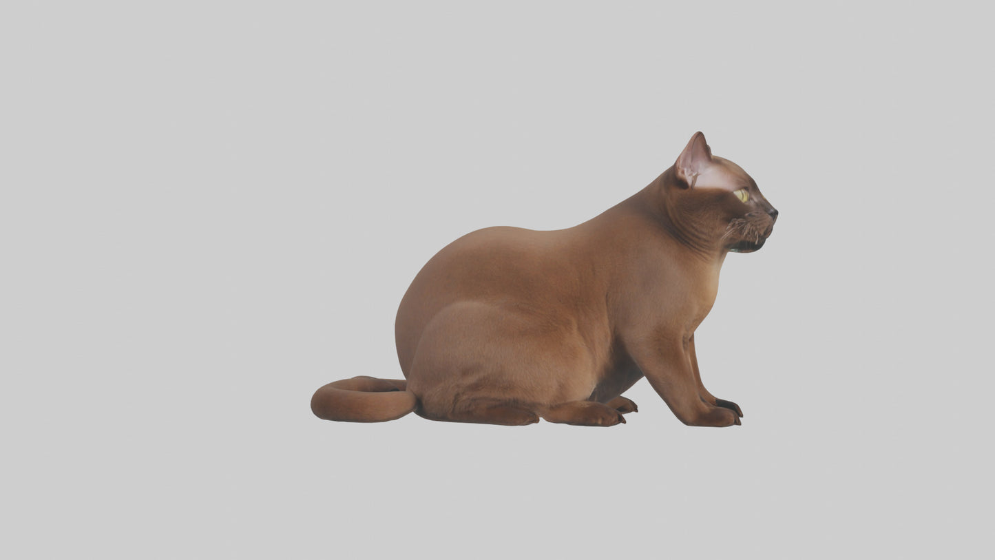 3D model Burmese Cat sitting model VR / AR / low-poly
