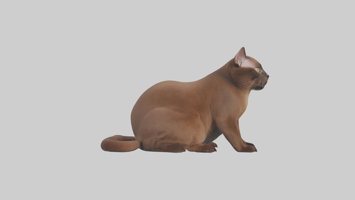 3D model Burmese Cat sitting model VR / AR / low-poly