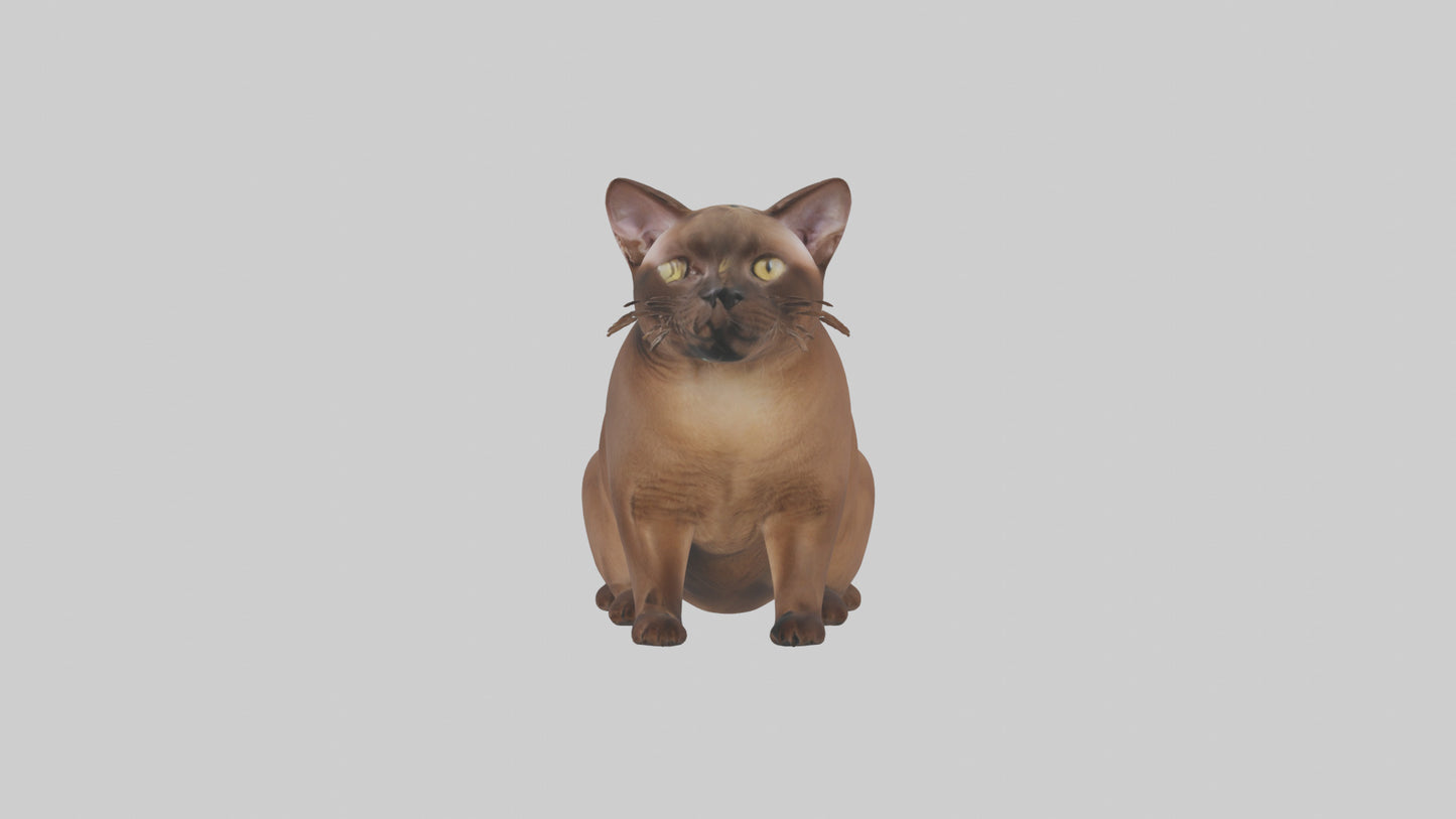 3D model Burmese Cat sitting model VR / AR / low-poly