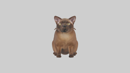 3D model Burmese Cat sitting model VR / AR / low-poly