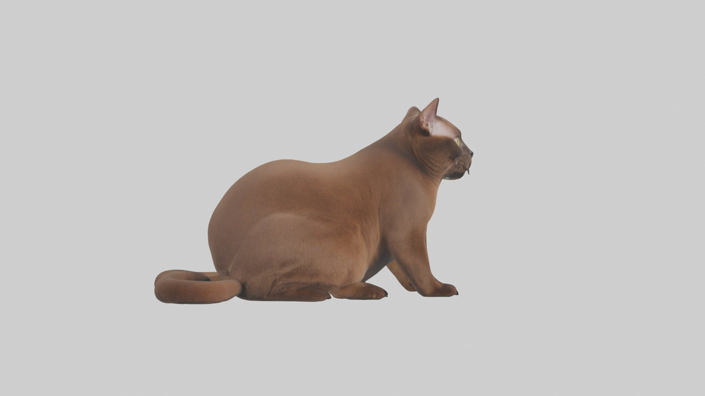 3D model Burmese Cat sitting model VR / AR / low-poly