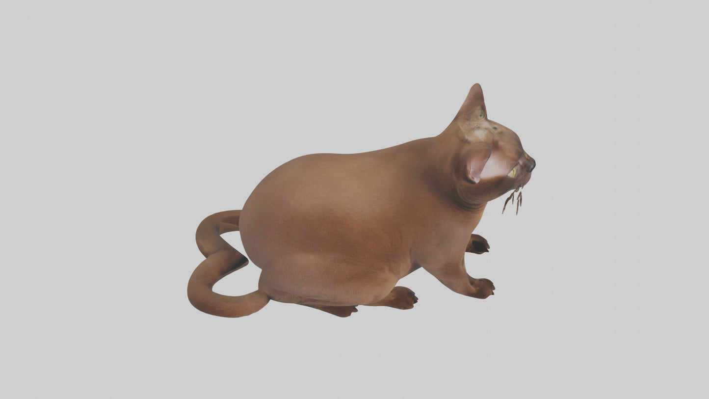 3D model Burmese Cat sitting model VR / AR / low-poly