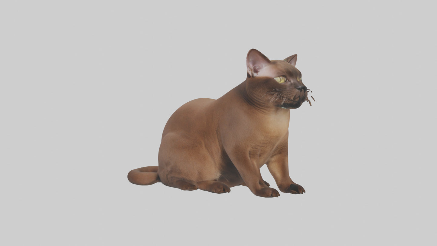 3D model Burmese Cat sitting model VR / AR / low-poly