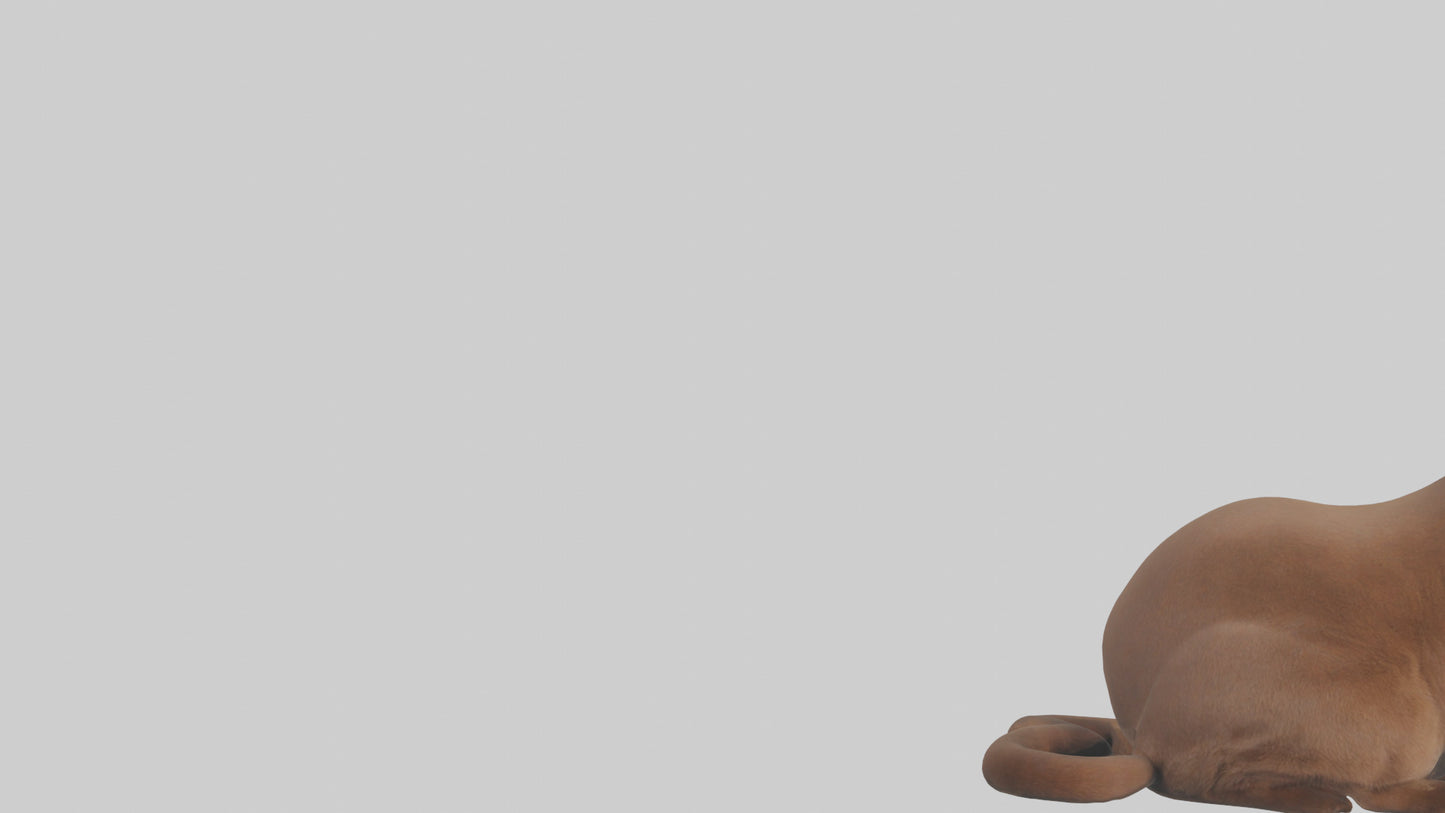 3D model Burmese Cat sitting model VR / AR / low-poly