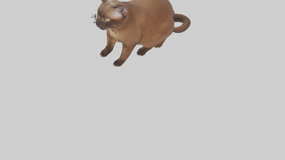 3D model Burmese Cat sitting model VR / AR / low-poly