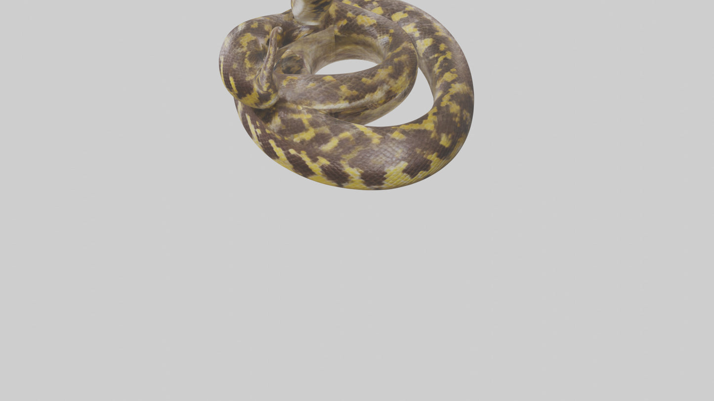 Burmese Python coiled model VR / AR / low-poly