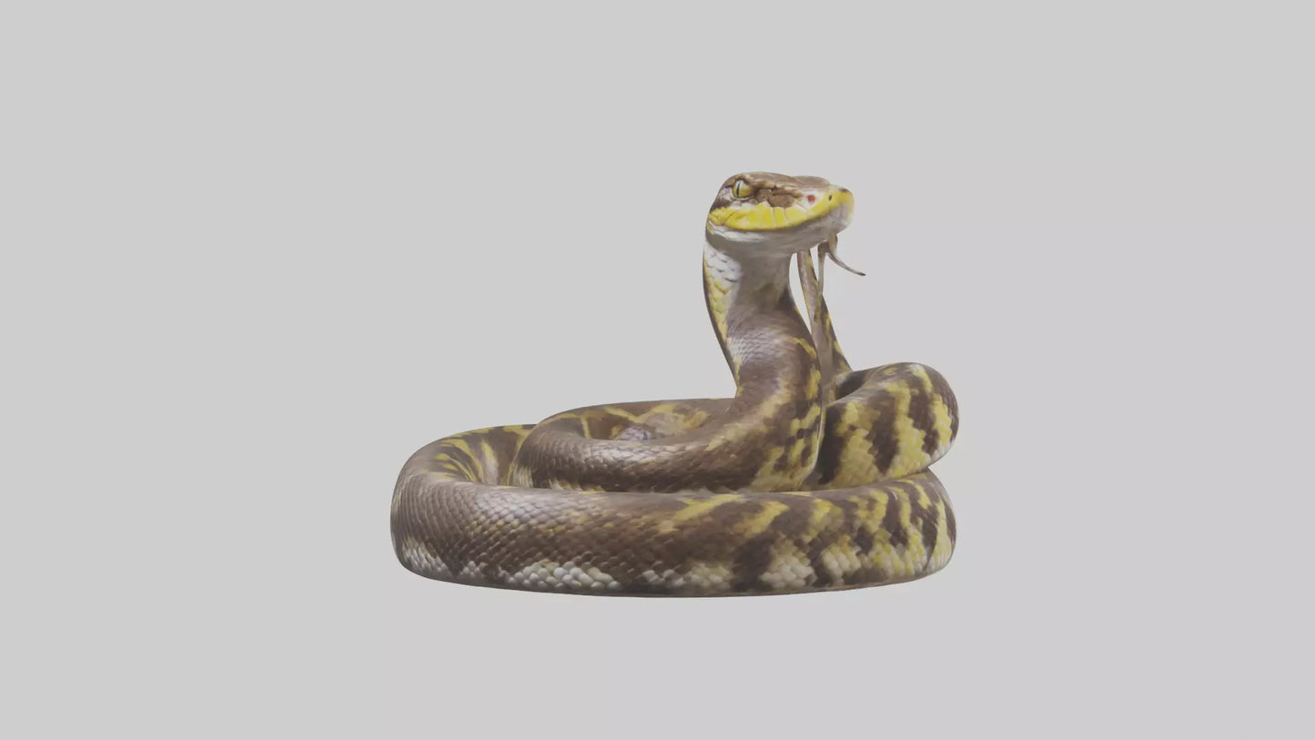 Burmese Python coiled model VR / AR / low-poly