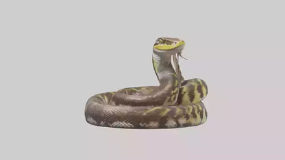 Burmese Python coiled model VR / AR / low-poly
