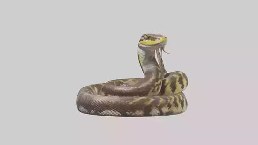 Burmese Python coiled model VR / AR / low-poly