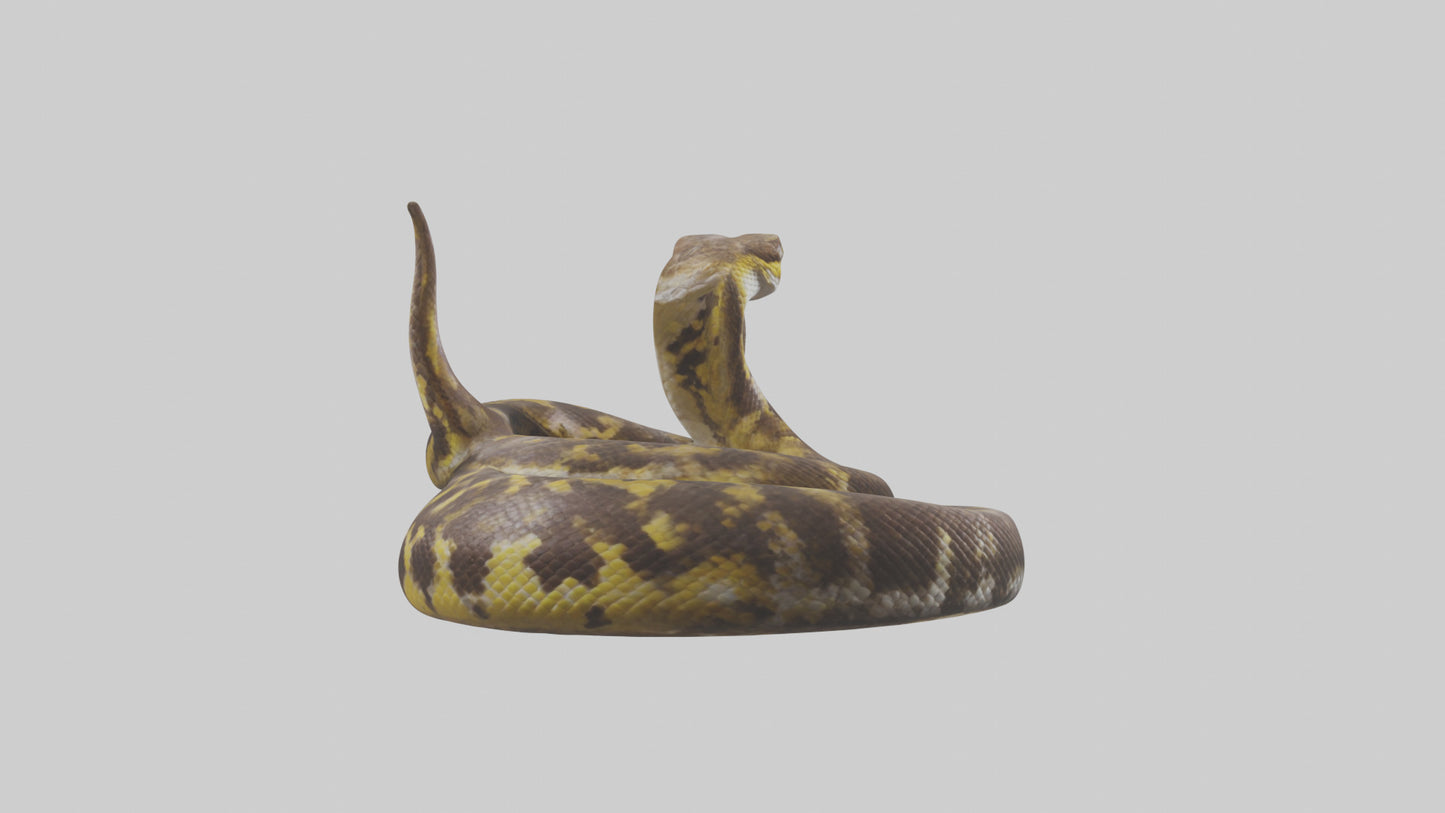 Burmese Python coiled model VR / AR / low-poly