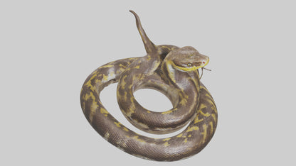 Burmese Python coiled model VR / AR / low-poly