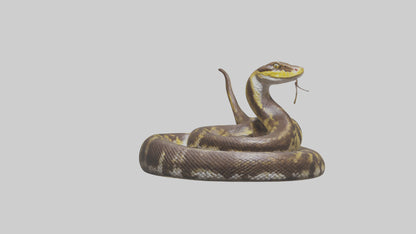 Burmese Python coiled model VR / AR / low-poly