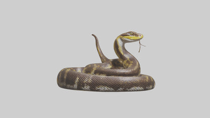 Burmese Python coiled model VR / AR / low-poly